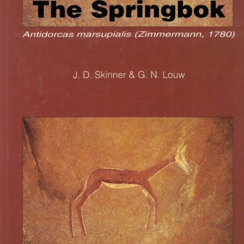 The Springbok - Antidorcas Marsupialis (Zimmermann, 1780)